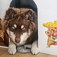 Ayden a rejoint le concours — aidez-le/la à gagner de superbes lots ! dog, puppy, heterochromia, brown_fur, white_paws, dog_house, cartoon_mouse, cartoon_bunny, floor, wooden_floor, indoors, pet, cute, animal, face, ears, nose, eyes, paw, cozy