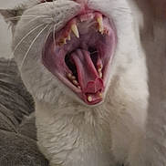 Léo a rejoint le concours — aidez-le/la à gagner de superbes lots ! cat, white_cat, yawning, teeth, tongue, paw, close_up, pet, animal, feline, mouth_open, indoor, resting, fur, whiskers, soft_surface, gray, cute, sleepy, domestic_animal