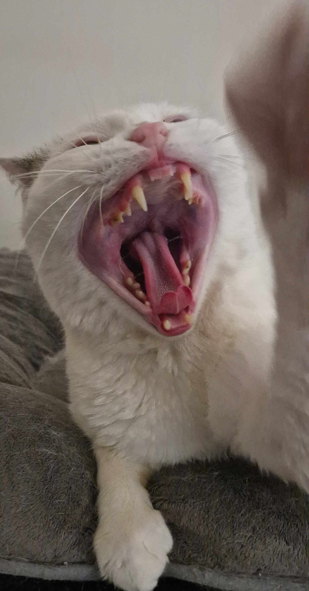 Léo a rejoint le concours — aidez-le/la à gagner de superbes lots ! cat, white_cat, yawning, teeth, tongue, paw, close_up, pet, animal, feline, mouth_open, indoor, resting, fur, whiskers, soft_surface, gray, cute, sleepy, domestic_animal