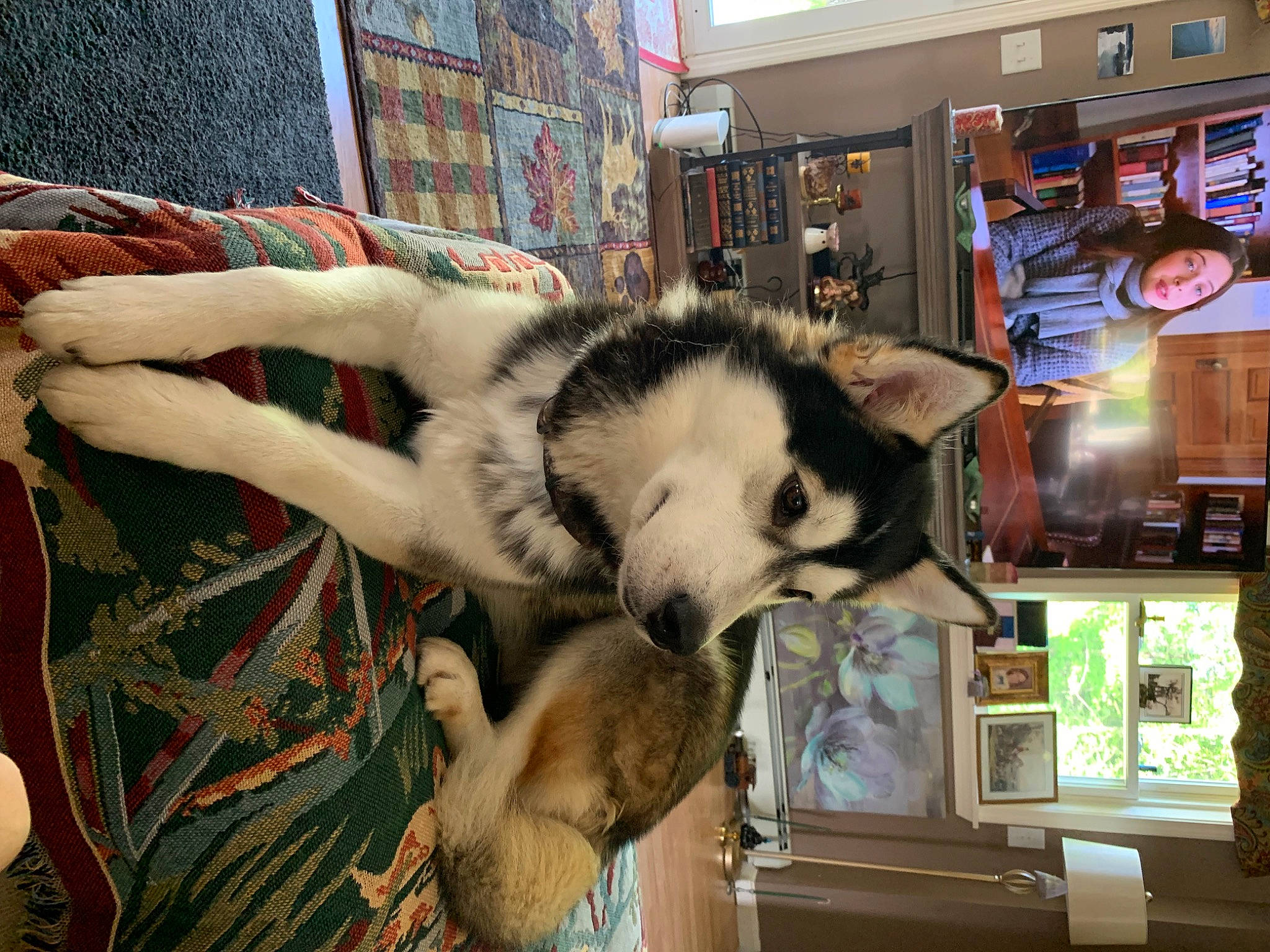 Tonka joined the competition — help win amazing prizes! canidae, canis, carnivore, companion_dog, dog, dog_breed, fawn, fur, jaw, non_sporting_group, picture_frame, room, siberian_husky, sled_dog, snout, sporting_group, wildlife, wolf, working_animal, working_dog