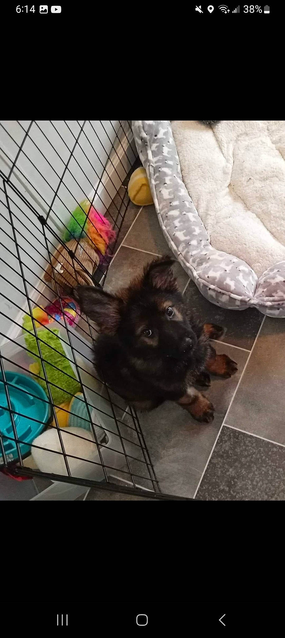 Sonic is registered to the contest to win money with this photo: animal_shelter, canidae, carnivore, comfort, companion_dog, dog_breed, dog_supply, fawn, felidae, floor, flooring, fur, mammal, pet_supply, pillow, small_to_medium_sized_cats, sporting_group, tail, vertebrate, whiskers