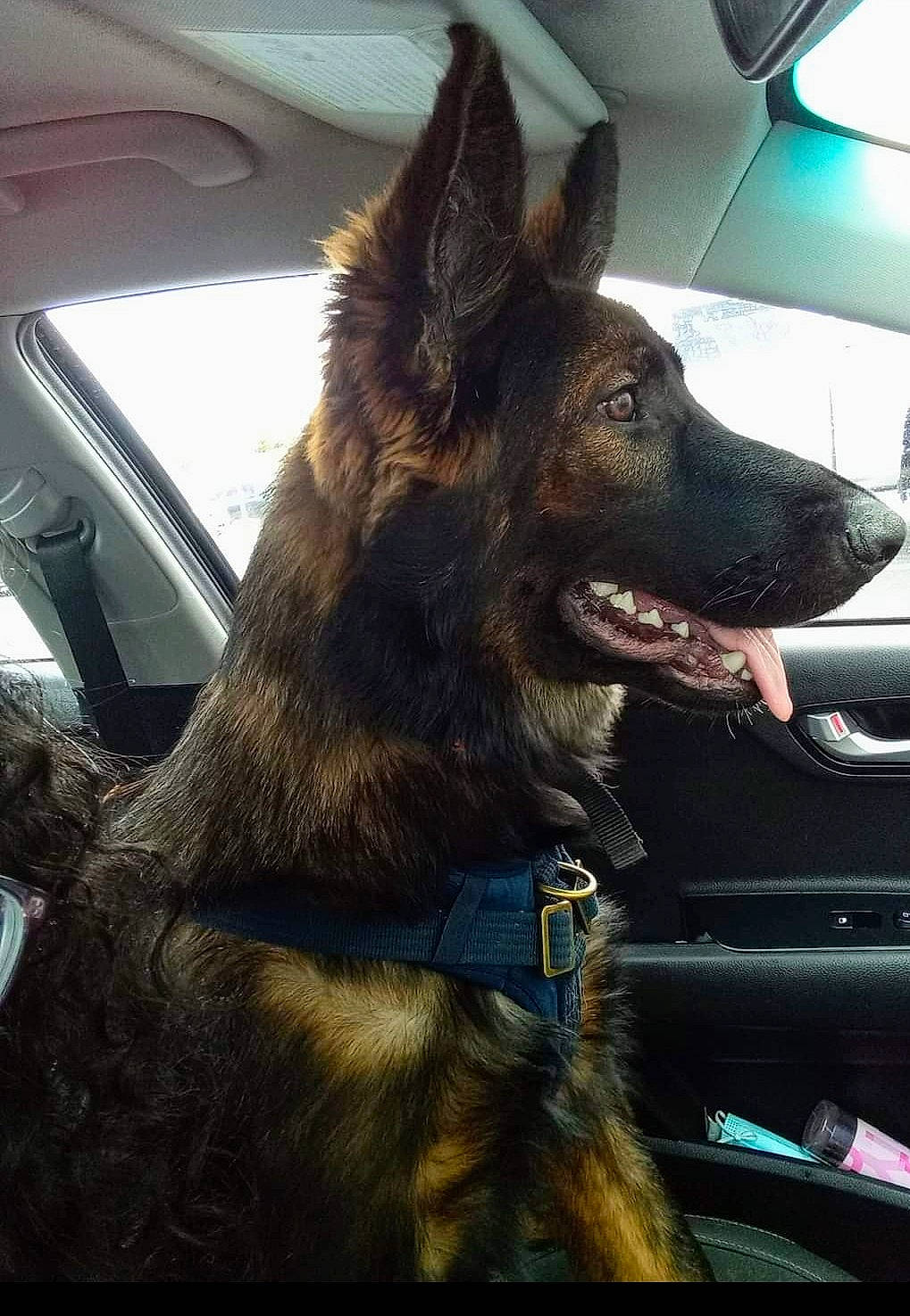 Sonic joined the competition — help win amazing prizes! canidae, carnivore, collar, companion_dog, dog, dog_breed, dog_collar, east_european_shepherd, electric_blue, fur, german_shepherd_dog, herding_dog, king_shepherd, snout, sporting_group, vehicle, whiskers, window, windshield, working_animal