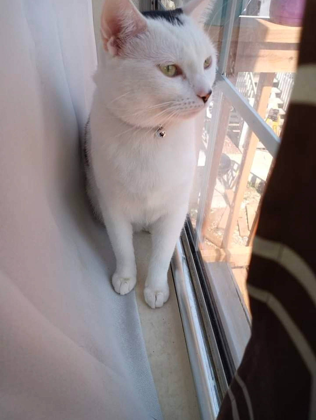 Badlands is registered to the contest to win money with this photo: carnivore, cat, collar, domestic_short_haired_cat, fawn, felidae, fur, paw, small_to_medium_sized_cats, tail, whiskers, window, windshield