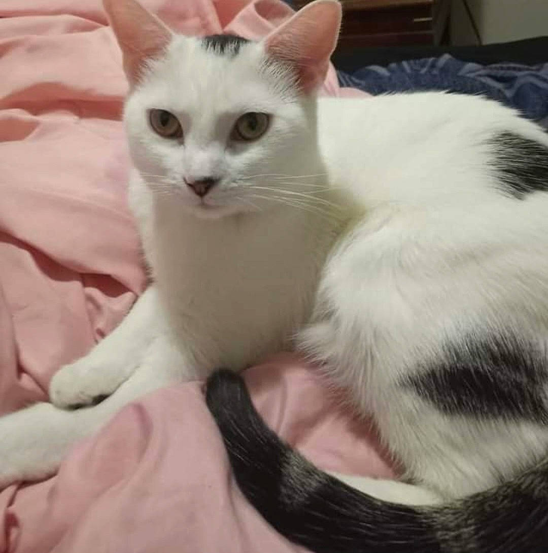 Badlands joined the competition — help win amazing prizes! carnivore, cat, claw, comfort, domestic_short_haired_cat, eye, fawn, felidae, foot, fur, head, paw, small_to_medium_sized_cats, snout, tail, whiskers