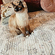 Sophie is registered to the contest to win money with this photo: cat, siamese_cat, blue_eyes, fluffy, pet, animal, sitting, portrait, indoors, bedroom, bed, quilt, pillows, cushions, wooden_headboard, floral_pattern, cozy, white_fur, dark_face, long_whiskers