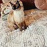 cat, siamese_cat, blue_eyes, fluffy, pet, animal, sitting, portrait, indoors, bedroom, bed, quilt, pillows, cushions, wooden_headboard, floral_pattern, cozy, white_fur, dark_face, long_whiskers