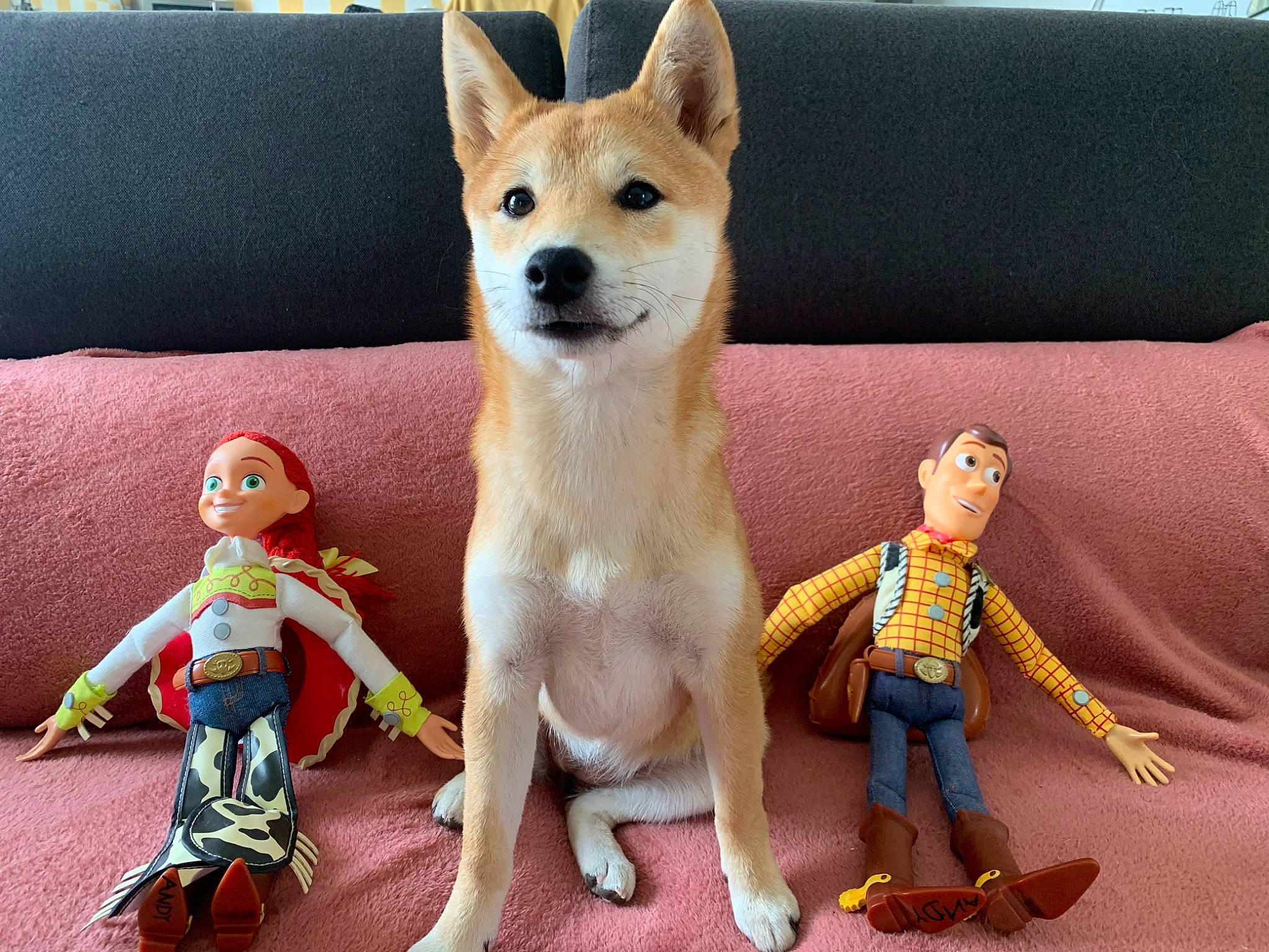 Mana participe au concours pour gagner de l'argent avec cette photo : akita, akita_inu, ancient_dog_breeds, animal_figure, canaan_dog, canidae, carnivore, carolina_dog, dog, dog_breed, fawn, figurine, korean_jindo_dog, mammal, new_guinea_singing_dog, non_sporting_group, shiba_inu, tail, toy, vertebrate
