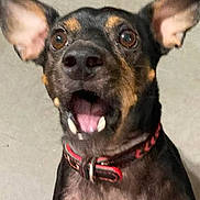 Biscuit is registered to the contest to win money with this photo: alert, animal, black_and_brown, brown_eyes, canine, close_up, collar, cute, dog, domestic_animal, ears, expression, fur, happy, indoor, looking_up, mouth_open, pet, portrait, small_dog