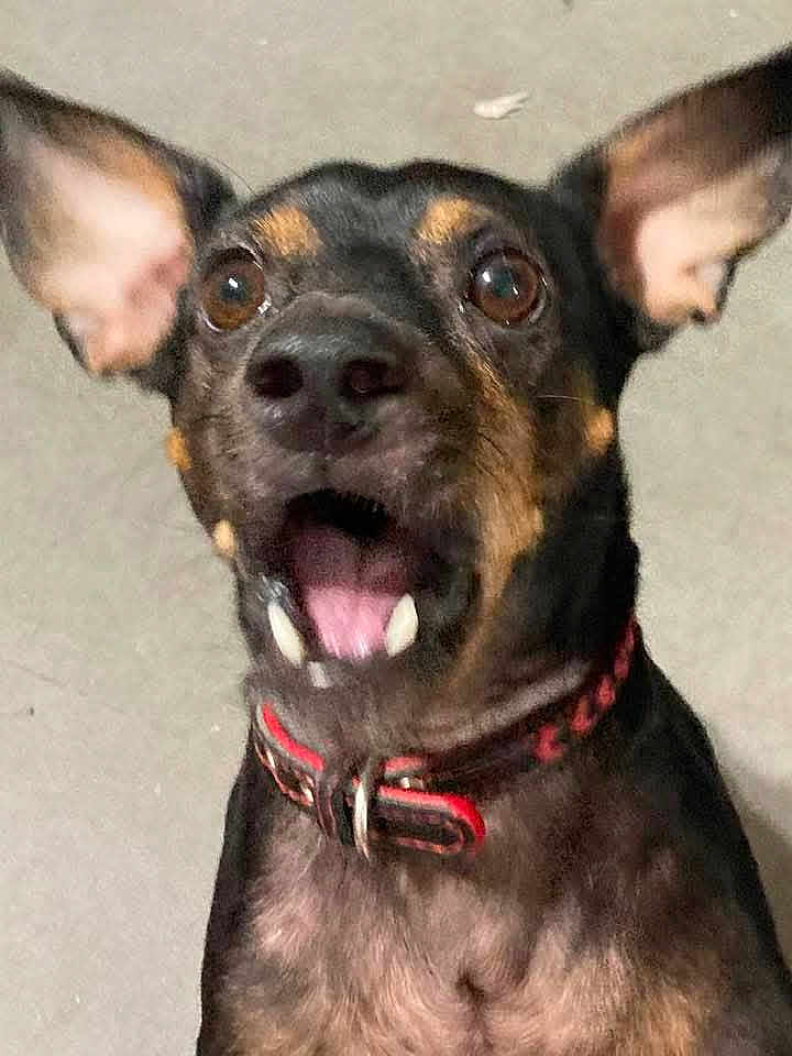 Biscuit