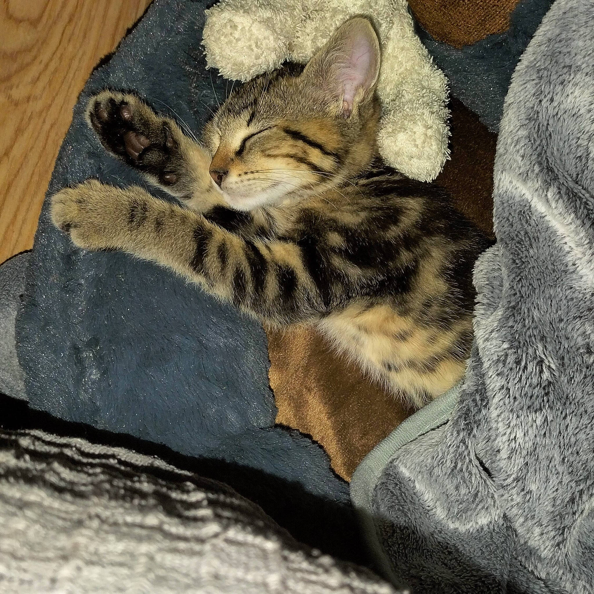 Pixel a rejoint le concours — aidez-le/la à gagner de superbes lots ! carnivore, cat, claw, comfort, domestic_short_haired_cat, fawn, felidae, foot, fur, grey, human_leg, linens, pattern, paw, small_to_medium_sized_cats, snout, tail, terrestrial_animal, whiskers, wood