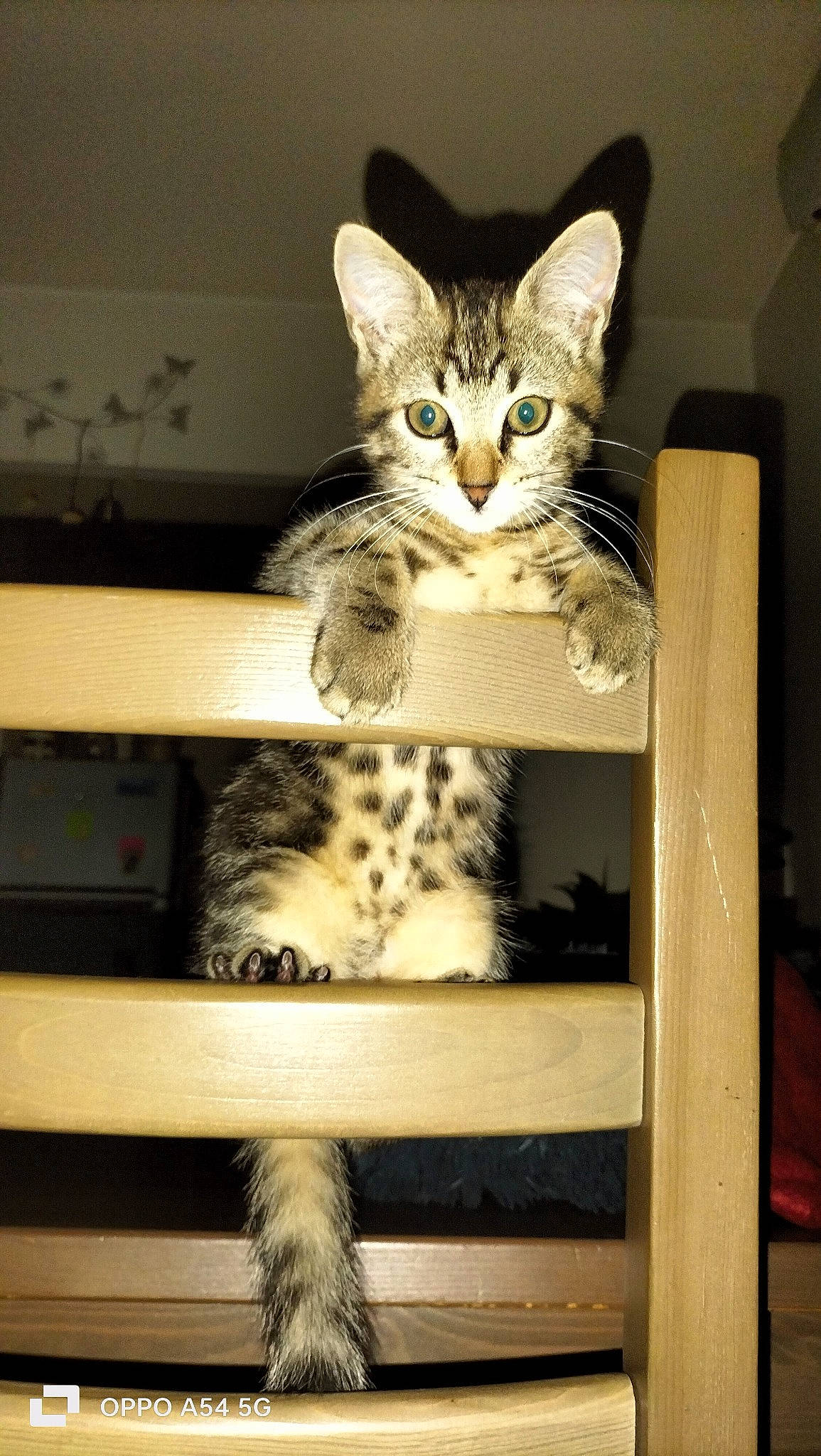 Pixel a rejoint le concours — aidez-le/la à gagner de superbes lots ! box, carnivore, cat, computer_keyboard, domestic_short_haired_cat, drawer, felidae, fur, hardwood, paw, room, shelf, shelving, sitting, small_to_medium_sized_cats, snout, tail, terrestrial_animal, whiskers, wood