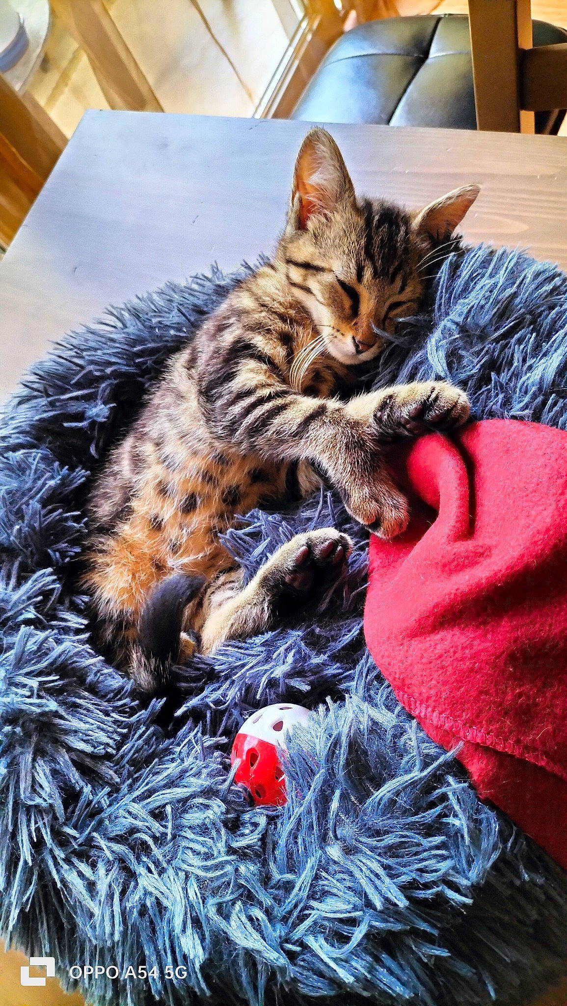 Pixel a rejoint le concours — aidez-le/la à gagner de superbes lots ! carnivore, cat, claw, comfort, domestic_short_haired_cat, felidae, foot, fur, grass, lap, linens, nap, paw, sitting, sleep, small_to_medium_sized_cats, tail, whiskers