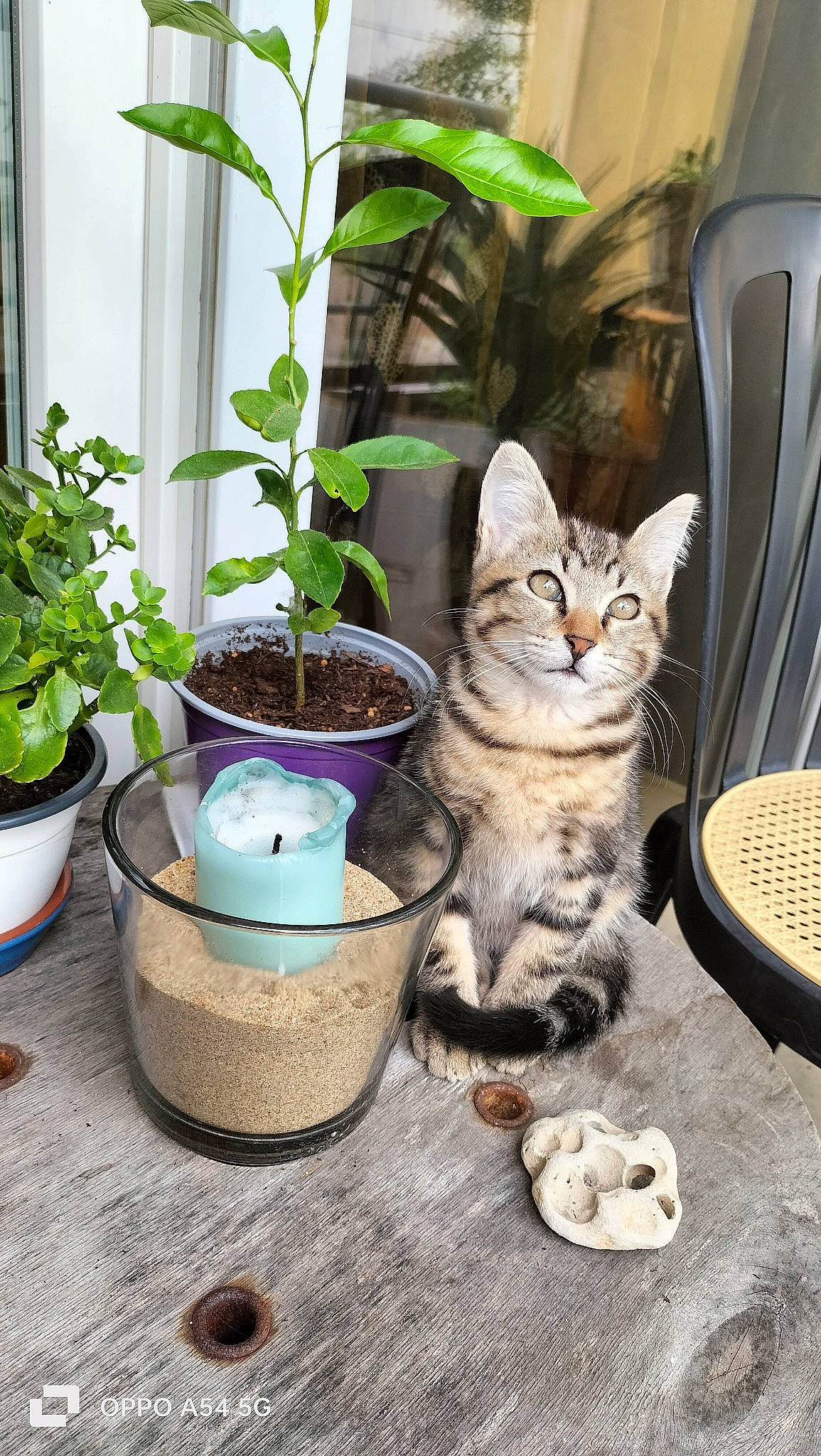 Pixel participe au concours pour gagner de l'argent avec cette photo : annual_plant, carnivore, cat, domestic_short_haired_cat, fawn, felidae, flowerpot, fur, garden, grass, herb, houseplant, plant, sitting, small_to_medium_sized_cats, soil, tail, whiskers, window, wood