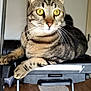 cat, tabby_cat, indoor, step_ladder, furniture, wooden_floor, scratching_post, toys, pet, domestic_animal, whiskers, alert, paws, ears, fur, yellow_eyes, relaxed, home, animal, resting