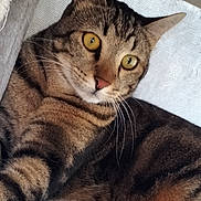Pixel participe au concours pour gagner de l'argent avec cette photo : cat, tabby, yellow_eyes, feline, pet, fur, whiskers, relaxed, cozy, indoor, soft_texture, animal, cute, mammal, closeup, resting, curious, striped, lying_down, comfort