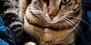 Pixel a rejoint le concours — aidez-le/la à gagner de superbes lots ! cat, tabby, animal, pet, feline, paw, fur, whiskers, ear, eyes, striped, relaxing, indoor, blanket, texture, closeup, mammal, cute, resting, domestic