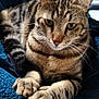 cat, tabby, animal, pet, feline, paw, fur, whiskers, ear, eyes, striped, relaxing, indoor, blanket, texture, closeup, mammal, cute, resting, domestic