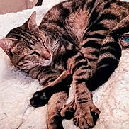 Pixel a rejoint le concours — aidez-le/la à gagner de superbes lots ! cat, tabby_cat, sleeping, curled_up, fluffy_blanket, cozy, indoor, pet, resting, feline, striped_fur, paw, whiskers, closed_eyes, relaxed, soft_texture, cute, animal, companion, domestic_cat