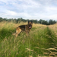 Magnum a rejoint le concours — aidez-le/la à gagner de superbes lots ! animal, canine, cloudy, dog, field, german_shepherd, grass, greenery, happy, landscape, nature, outdoor, pet, sky, standing, summer, tongue_out, trees, walking_path, wild_grass