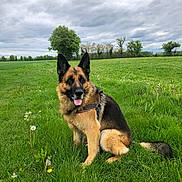 Magnum a rejoint le concours — aidez-le/la à gagner de superbes lots ! dog, german_shepherd, grass, field, dandelion, cloudy_sky, outdoor, animal, pet, sitting, nature, greenery, fur, happy, tongue_out, ear, meadow, canine, portrait, landscape