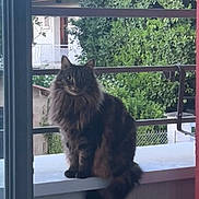 Pipouette a rejoint le concours — aidez-le/la à gagner de superbes lots ! animal, balcony, calm, cat, daylight, domestic, fence, fluffy_cat, fur, greenery, house, mammal, nature, outdoor, pet, portrait, railing, sitting, tail, window