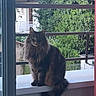 animal, balcony, calm, cat, daylight, domestic, fence, fluffy_cat, fur, greenery, house, mammal, nature, outdoor, pet, portrait, railing, sitting, tail, window