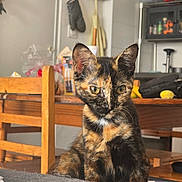 Cannelle participe au concours pour gagner de l'argent avec cette photo : cat, tortoiseshell, pet, animal, indoor, furniture, chair, table, kitchen, wood, green_eyes, fur, whiskers, domestic, cute, sitting, curious, soft_surface, background, home
