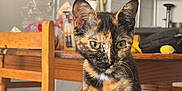 Cannelle participe au concours pour gagner de l'argent avec cette photo : animal, background, cat, chair, curious, cute, domestic, fur, furniture, green_eyes, home, indoor, kitchen, pet, sitting, soft_surface, table, tortoiseshell, whiskers, wood