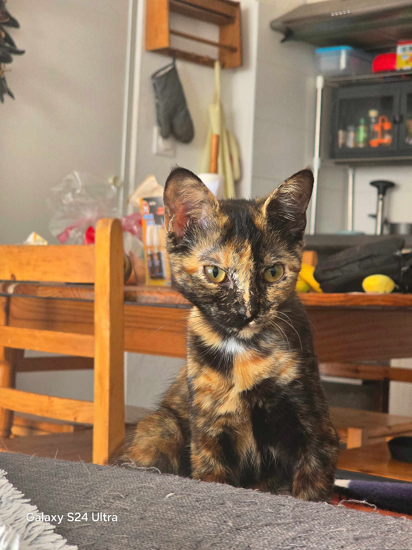 Cannelle participe au concours pour gagner de l'argent avec cette photo : cat, tortoiseshell, pet, animal, indoor, furniture, chair, table, kitchen, wood, green_eyes, fur, whiskers, domestic, cute, sitting, curious, soft_surface, background, home
