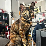 Cannelle a rejoint le concours — aidez-le/la à gagner de superbes lots ! animal, background, cat, chair, couch, cozy, cute, domestic, eyes, feline, fur_pattern, furniture, house, indoor, kitchen, pet, sitting, table, tail, tortoiseshell