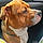 Rocco