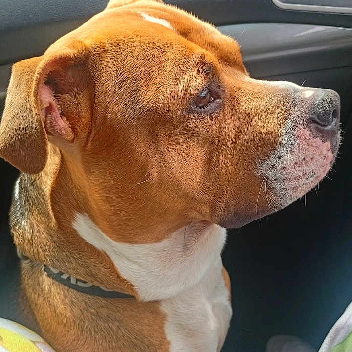 Rocco joined the competition — help win amazing prizes! dog, brown_dog, white_spot, car_interior, dashboard, pet, animal, side_view, collar, seated, looking_out, calm, profile, window, vehicle, companion, domestic_animal, close_up, indoor, casual