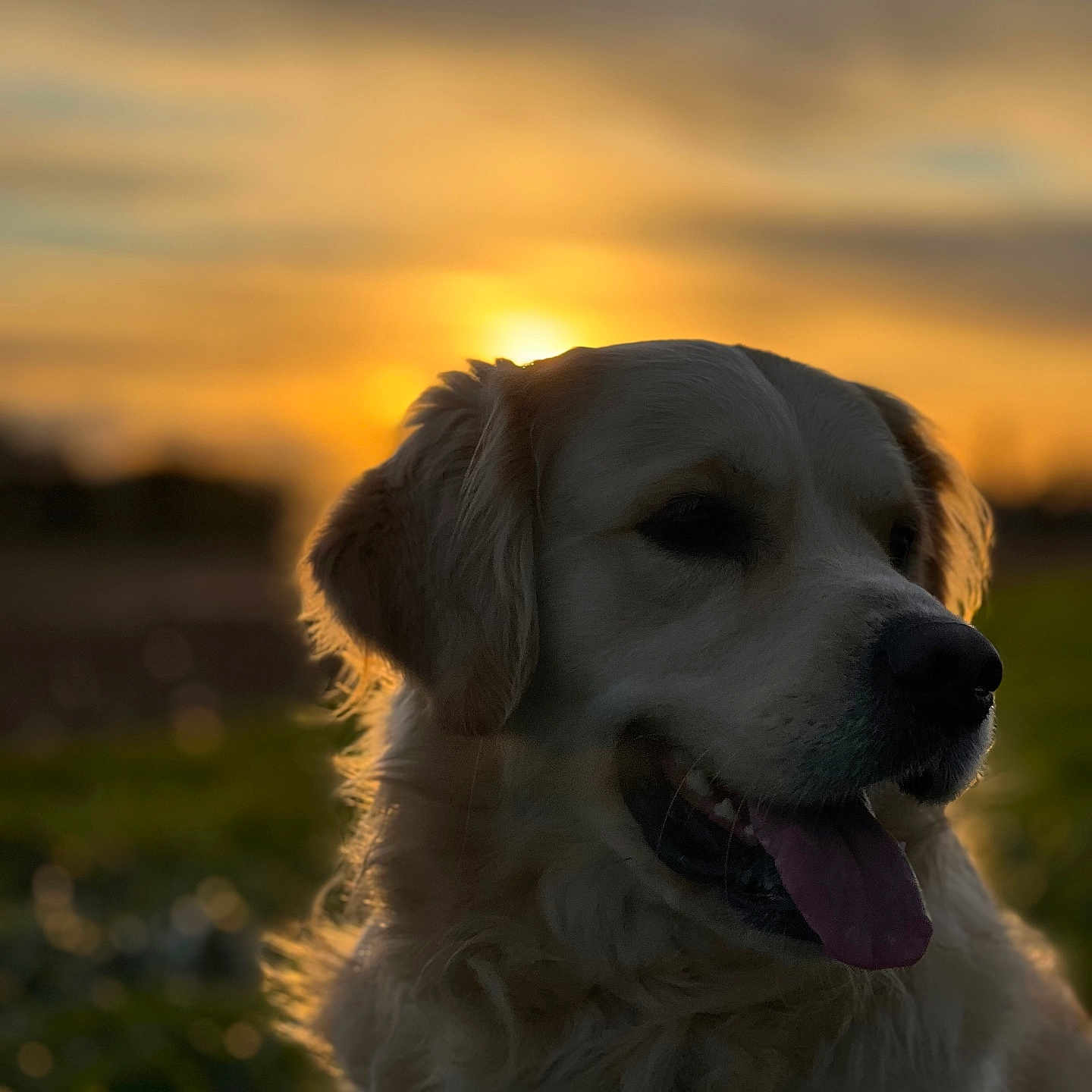 Taho participe au concours pour gagner de l'argent avec cette photo : animal, bodypart, canine, cockerspaniel, dog, flare, goldenretriever, labradorretriever, light, mouth, nature, outdoors, person, pet, puppy, silhouette, sky, sun, sunlight, sunset
