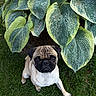 dog, pug, pet, grass, leaf, plant, garden, outdoor, canine, animal, cute, looking_up, greenery, nature, fur, small_dog, mammal, portrait, adorable, sitting