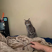 Paris is registered to the contest to win money with this photo: bed, blanket, cat, collar, cozy, curious, furniture, glasses, gray_cat, hand, human_hand, indoor, keychain, mirror, orange_eyes, pet, resting, room, tattoo, wall