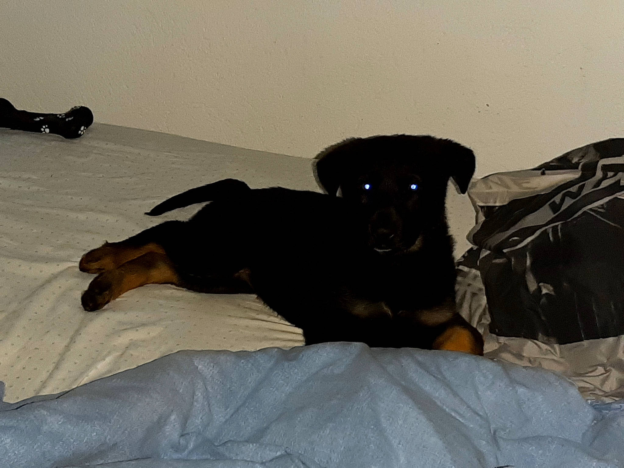 Sakura participe au concours pour gagner de l'argent avec cette photo : backpack, bed, borador, canidae, carnivore, comfort, companion_dog, dog, dog_breed, fawn, flooring, fur, guard_dog, hardwood, linens, luggage_and_bags, sporting_group, terrestrial_animal, wood, working_animal