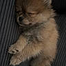 Dior a rejoint le concours — aidez-le/la à gagner de superbes lots ! adorable, brown, closed_eyes, cuddly, dark, dog, ears, fluffy, fur, indoors, legs, nose, paws, pet, portrait, puppy, sleeping, small, snout, striped_fabric