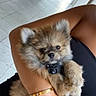 Dior participe au concours pour gagner de l'argent avec cette photo : animal, arms, being_held, black_accessory, brown_fur, casual, chair, collar, cute, dog, fluffy, indoor, paws, person, pet, photography, portrait, puppy, small_dog, tile_floor