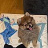 animal, bed, blanket, blue_toy, brown_fur, closeup, cute, dog, fluffy, happy, indoors, lamp, pet, playful, portrait, puppy, sitting, stuffed_toy, tongue_out, wooden_background