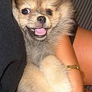 Dior participe au concours pour gagner de l'argent avec cette photo : adorable, animal, being_held, brown_fur, close_up, collarless, cream_fur, cute, dog, fluffy, happy, human_hand, indoor, open_mouth, pet, portrait, puppy, small_dog, smiling, tongue_out