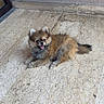 adorable, black_fur, brown_fur, dog, doorway, fluffy, happy, indoor, long_hair, lying_down, marble_floor, open_mouth, pet, pointed_ears, pomeranian, portrait, puppy, sitting, small_dog, tail