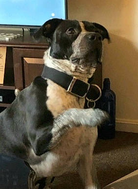 Drako joined the competition — help win amazing prizes! american_pit_bull_terrier, american_staffordshire_terrier, canidae, carnivore, collar, companion_dog, dog, dog_breed, dog_collar, mammal, non_sporting_group, rare_breed_dog, snout, sporting_group, vertebrate