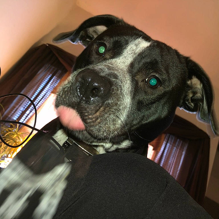 Drako joined the competition — help win amazing prizes! american_pit_bull_terrier, american_staffordshire_terrier, bandog, canidae, carnivore, dog, dog_breed, dog_collar, ear, mammal, non_sporting_group, rare_breed_dog, snout, sporting_group, staffordshire_bull_terrier, vertebrate, whiskers