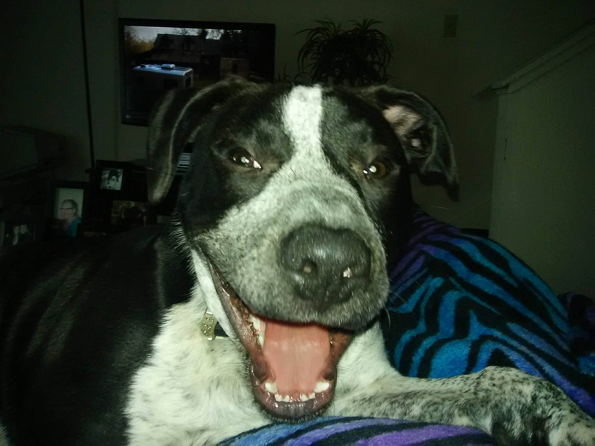 Drako is registered to the contest to win money with this photo: american_pit_bull_terrier, canidae, carnivore, danish_swedish_farmdog, dog, dog_breed, feist, mammal, mcnab, nose, snout, sporting_group, vertebrate, whiskers