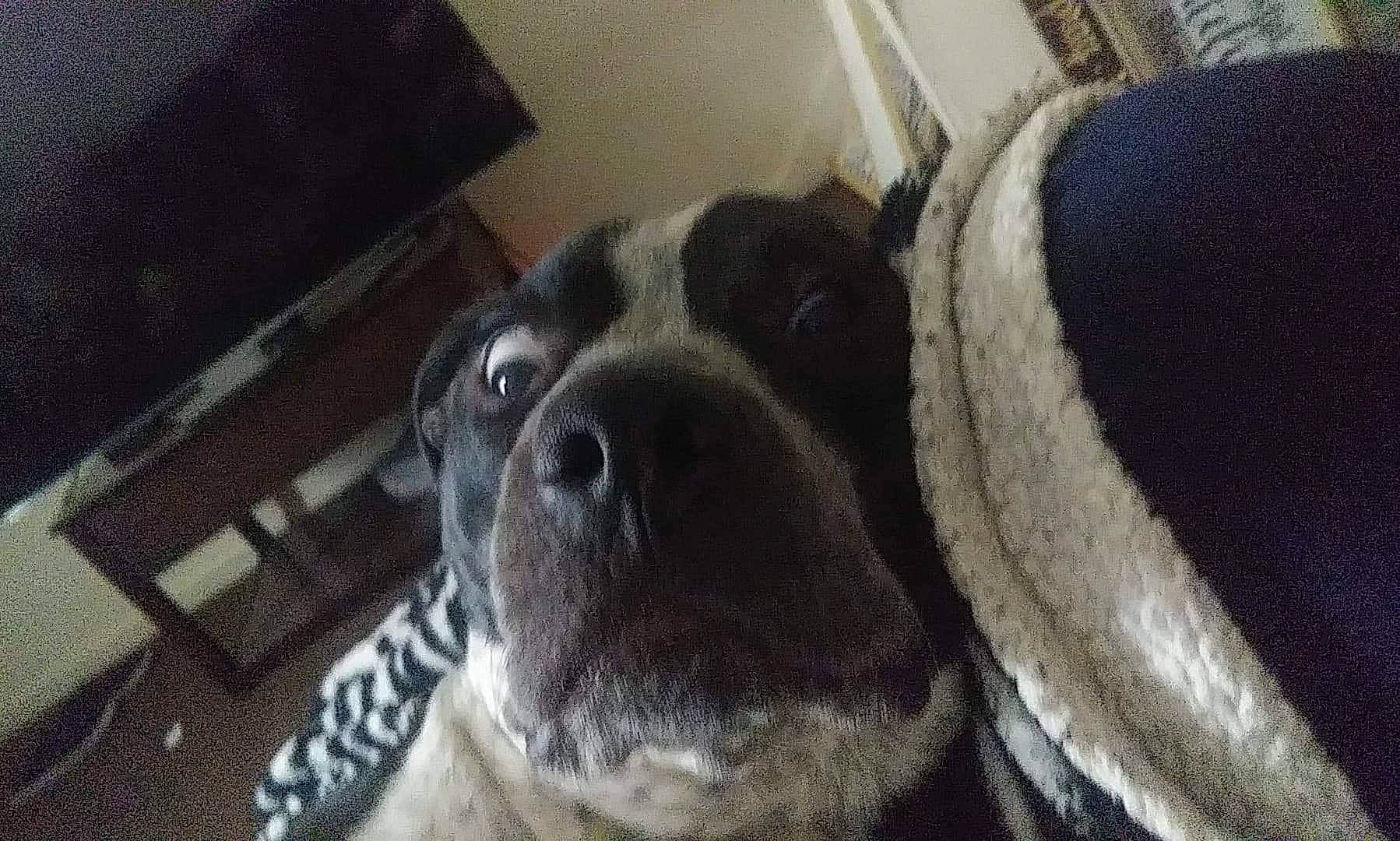 Drako is registered to the contest to win money with this photo: bandog, boxer, canidae, carnivore, dog, dog_breed, fawn, mammal, non_sporting_group, snout, sporting_group, valley_bulldog, vertebrate