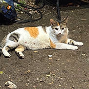 Mazie is registered to the contest to win money with this photo: alert, animal, calico_cat, cat, daylight, dirt, ears, fur, garden_tools, ground, mammal, nature, outdoor, pet, relaxed, resting, sunlight, tail, whiskers, yellow_container