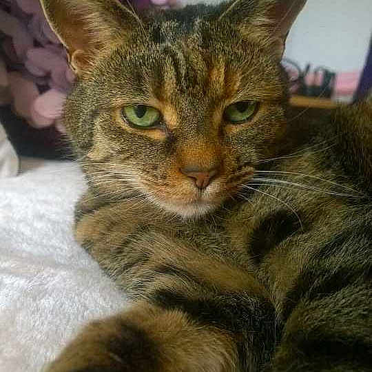 Abby