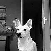 Milo participe au concours pour gagner de l'argent avec cette photo : dog, white_dog, indoor, bench, open_door, kitchen, tile_floor, ears, pet, animal, wood, monochrome, black_and_white, calm, sitting, canine, portrait, domestic, house, still_life