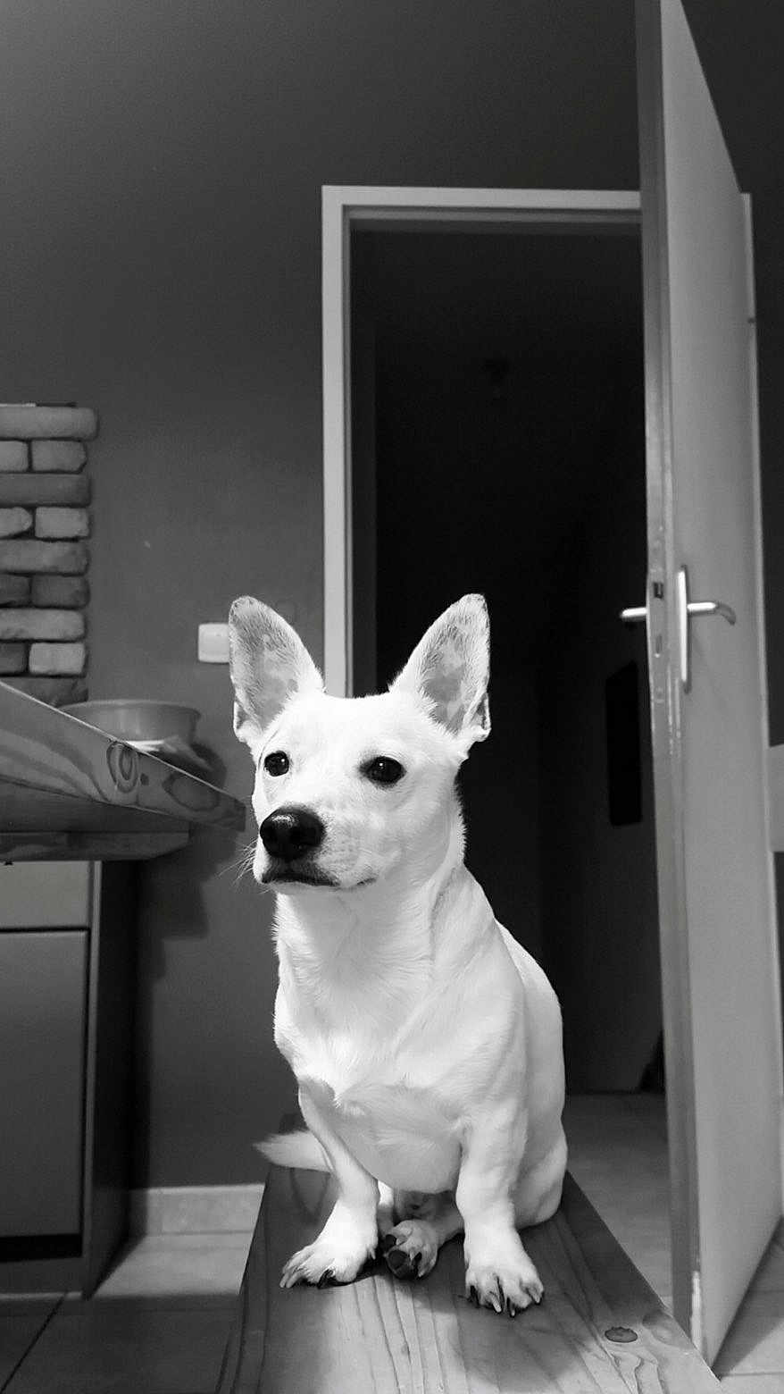 Milo participe au concours pour gagner de l'argent avec cette photo : dog, white_dog, indoor, bench, open_door, kitchen, tile_floor, ears, pet, animal, wood, monochrome, black_and_white, calm, sitting, canine, portrait, domestic, house, still_life