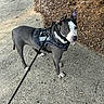 dog, service_dog, harness, leash, sidewalk, outdoor, alert, gray_dog, white_markings, pet, canine, training, animal, ears_up, walking, nature, twigs, dirt, concrete, daylight